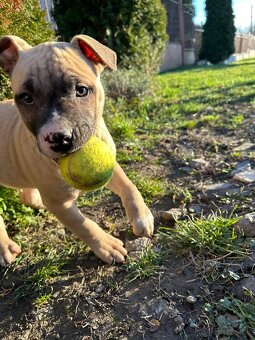 Čistokrvné staford šteniatka pod vianočný stromček. - 9