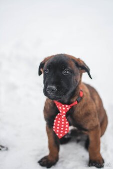 Šteniatka belgický ovčiak malinois s PP - 9