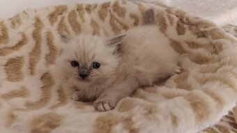 Ragdoll - 9