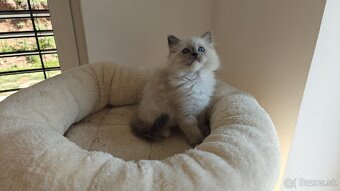Ragdoll - 9