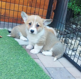 Welsh corgi - 9