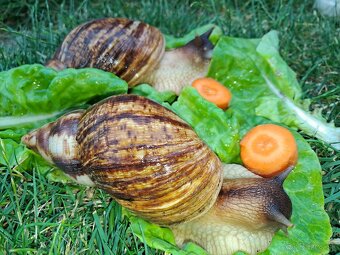 AFRICKÝ SLIMÁCI LISSACHATINA RETICULATA  VEĹKÉ JEDINCE - 9