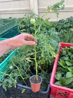 Priesady paprika a rajčiny - 9
