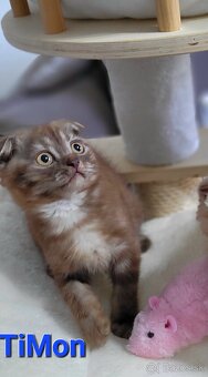 Škótske mačiatka s PP/ F. TICA 5 - 9