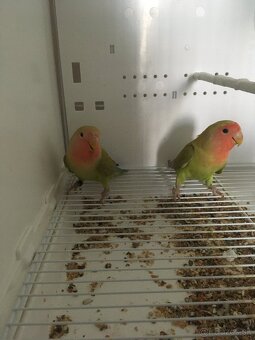 Agapornis Ružovohrdlý - 9