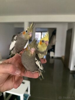 Korely Maznačikovia ručne dokrmene - 9