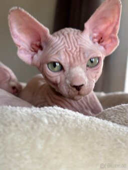 Kanadsky Sphynx - 9