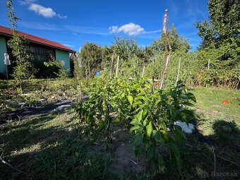 Záhradka s domčekom (400m2) - Mestský majer - 9