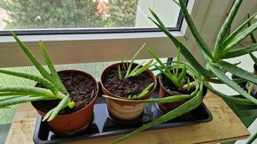 Aloe vera - 9