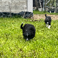 Darujem steniatka border kólia - 9