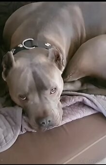 American bully xl/xxl - 9
