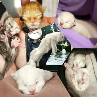 ❤️❤️❤️Maine coon mačiatka mainska myvala mačka ❤️❤️❤️ - 9