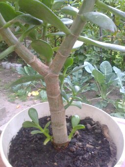 Kaktus Aloe Vera tučnolist. - 9