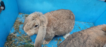 Predám zajacov FB - 9