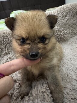 Nemecký špic, pomeranian - 9