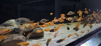 Africké cichlidy Malawi - 9