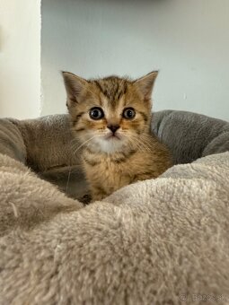 Škótske Klapouché/Rovnouché (Scottish Fold/Straight) - 9