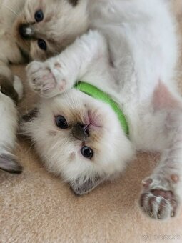 Ragdoll maciatka - 9