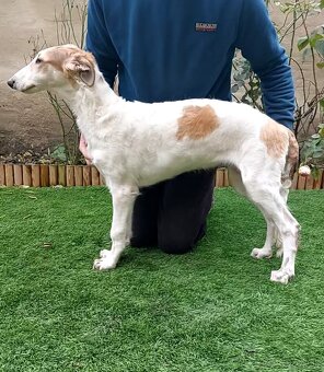 Barzoj ruský chrt s PP - 9