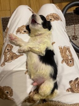 maltipoo šteniatka - 9