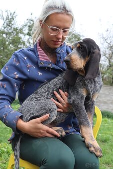 Velký gaskonský pes s PP FCI jako bracco italiano bloodhound - 9