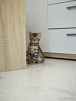 Bengálska mačka,kocur,mačiatko,Bengal - 9