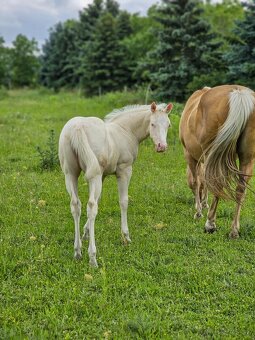 Pripúšťanie charakterným QH cremello žrebcom - 9