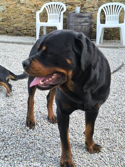 Šteniatka Rotvajler Fenky - 9