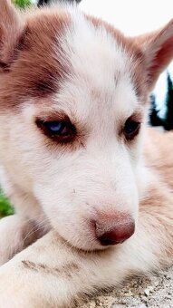 Sibirsky husky hasky - 9
