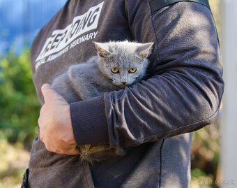 Darujem mačiatka z ulice - čierne, sivé, whiskas - 9