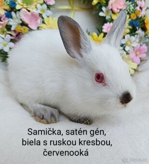 Zakrslé ( zdrobnené) kraliky s VP, mláďatká satén gén - 9