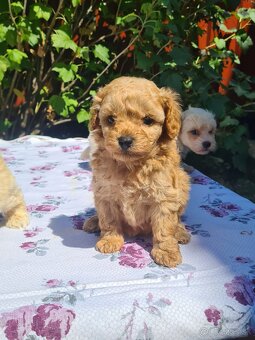 Maltipoo - 9