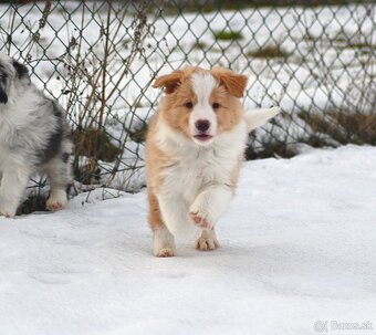 Border Collie / Border Kólia s PP - 9