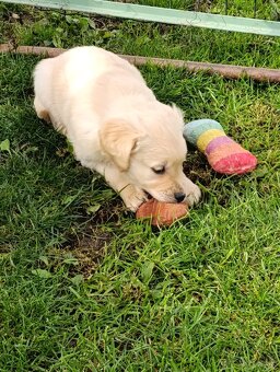 Šteniatka zlatý retriever - 9