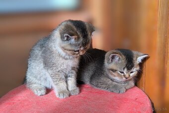 Britská kratkosrstá - 9