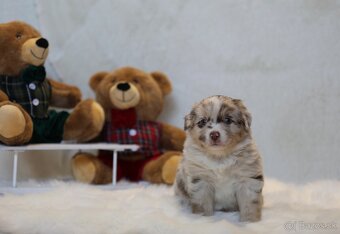 Miniatúrny americký ovčiak - 9