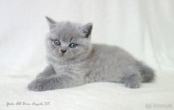 Britské mačiatka s PP ♥ - 9