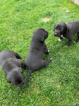 šteniatka od weimara - 9