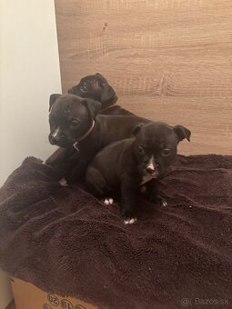 Americký stafordsirsky terier, Stafford, amstaf - 9