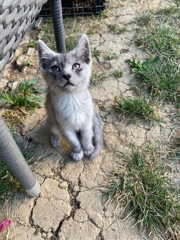 1/2 Mainská mývalia mačka/kocúr (Maine Coon) - 9