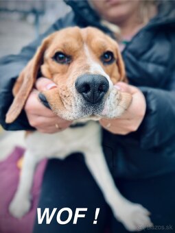Beagle - 9
