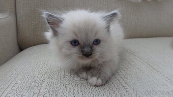 ragdoll,radgoll,mačatá k odberu - 9