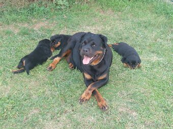 Šteniatka Rottweilera Rotvajler Rtw s PP na predaj 🐾 - 9