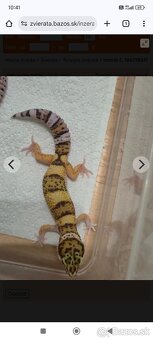 Gekoncik nočný a terária - 9