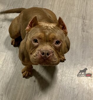 American bully pocket - 9