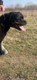 Rottweiler, rtw, rotvajler - 9