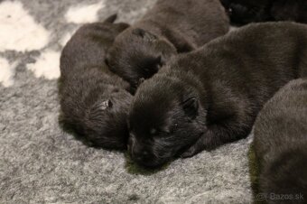 Nemecký ovčiak  s PP - 9