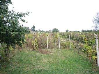Vinicny dom na predaj , Krizny vrch - 9