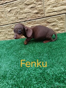 Jazvecìk trpaslici - 9