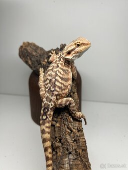 Agama bradatá - samice - 9